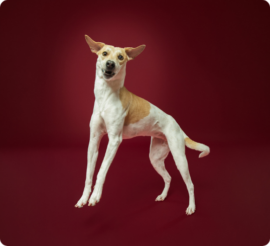 garoa-pets_boku-e-toqui_5-1536x1920